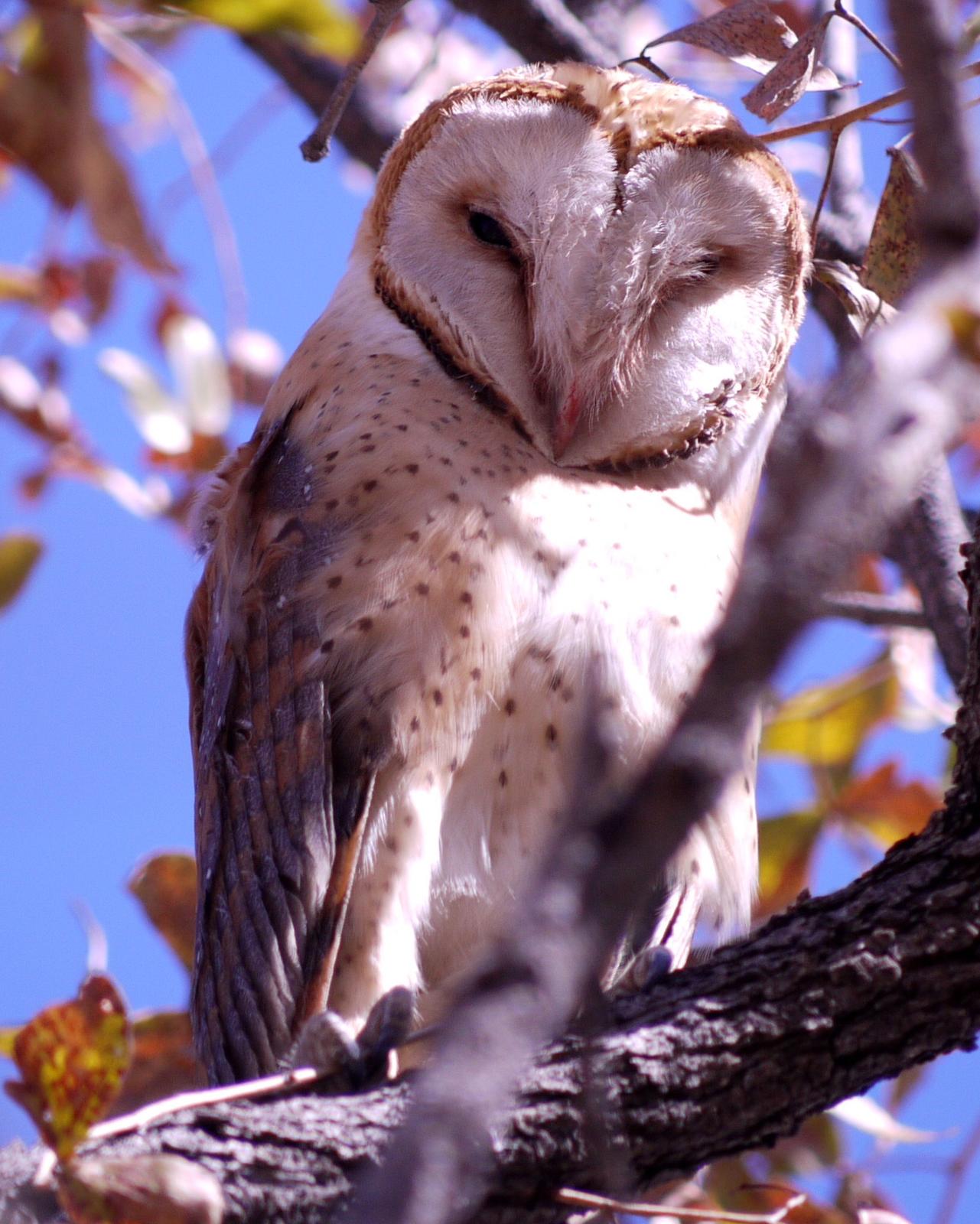 Barn Owl Photo by Peter Lowe