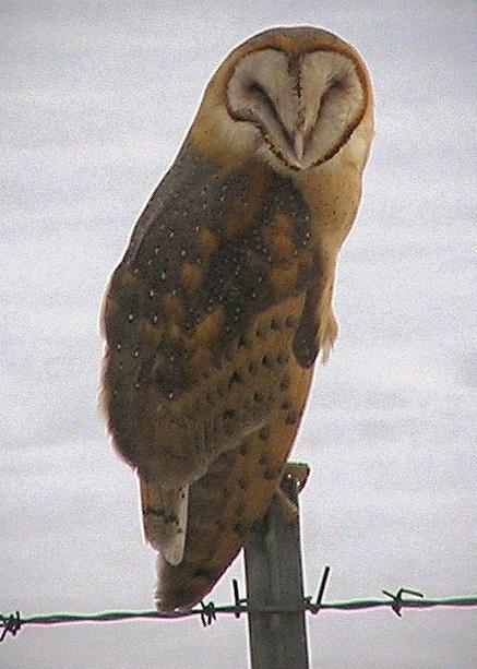 Barn Owl Photo by Scott Yerges