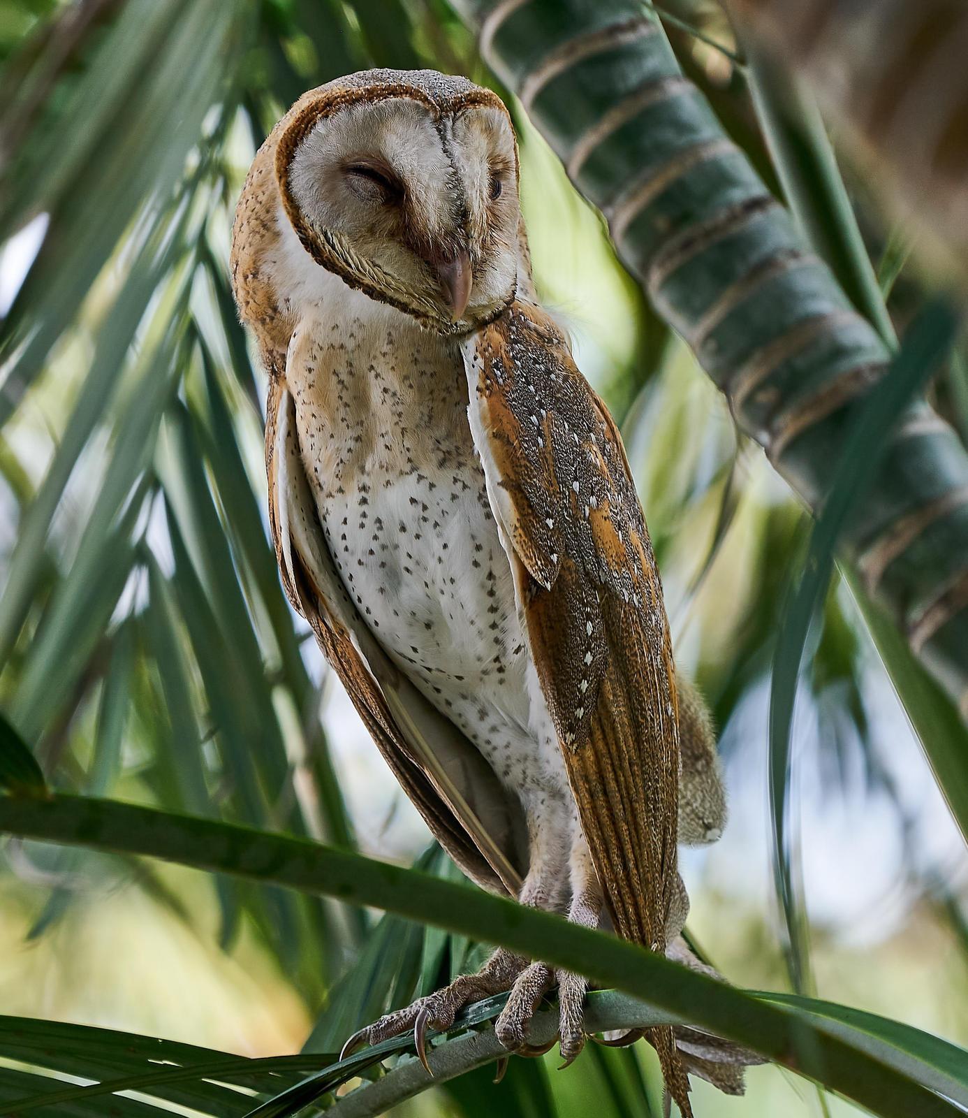 Barn Owl Photo by Steven Cheong