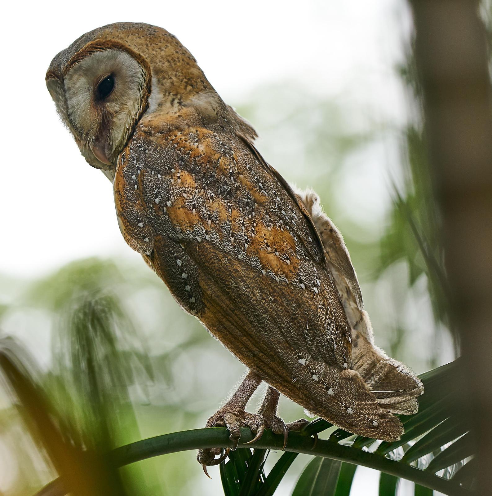 Barn Owl Photo by Steven Cheong