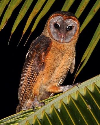 Ashy-faced Owl Photo by Dax M. Román E.