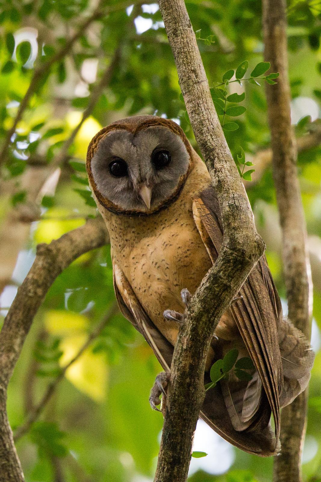 Ashy-faced Owl Photo by Rhys Marsh