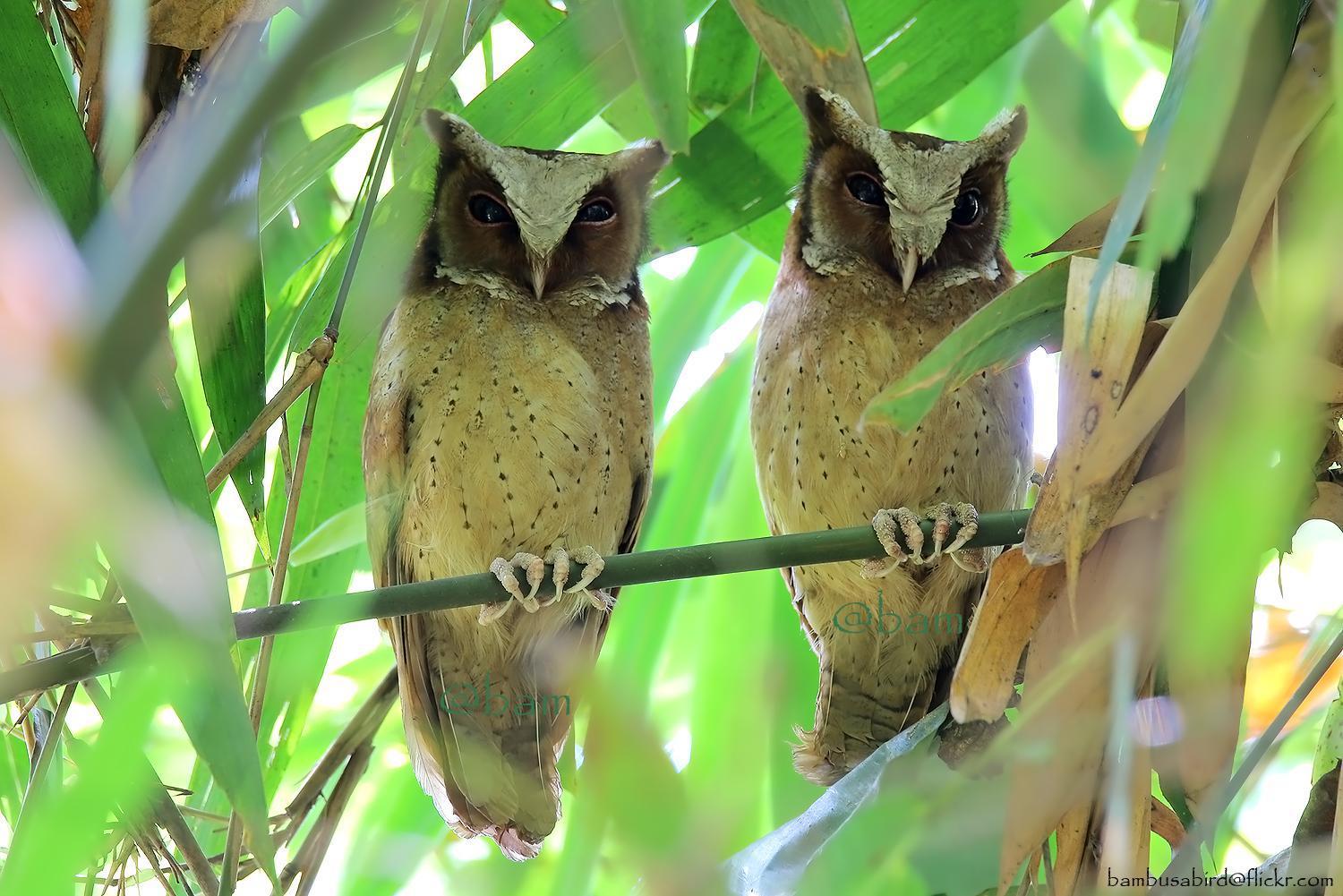 White-fronted Scops-Owl Photo by Apisit Wilaijit