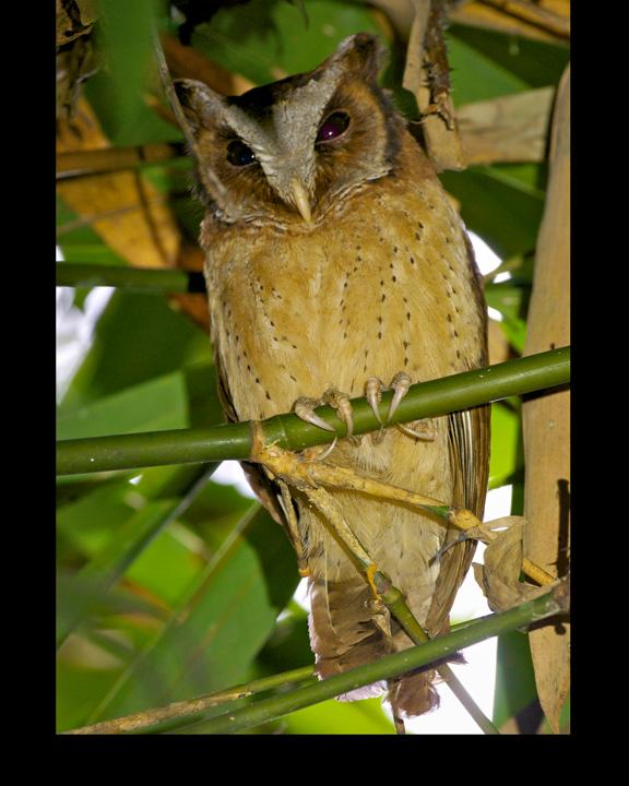 White-fronted Scops-Owl Photo by David Bishop