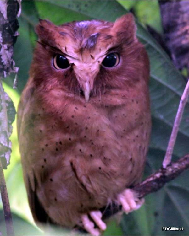 Serendib Scops-Owl Photo by Frank Gilliland