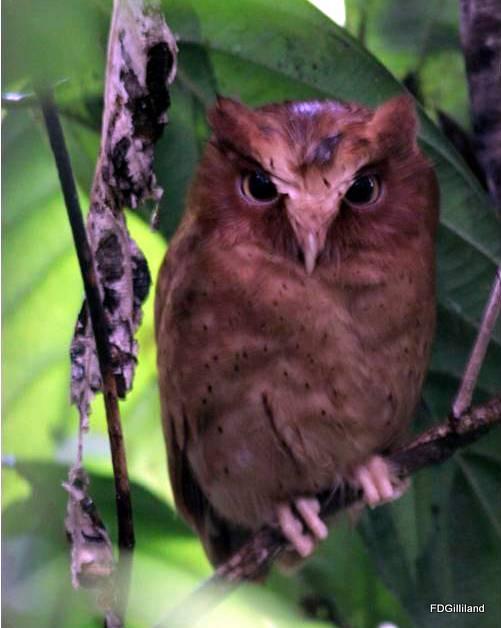 Serendib Scops-Owl Photo by Frank Gilliland