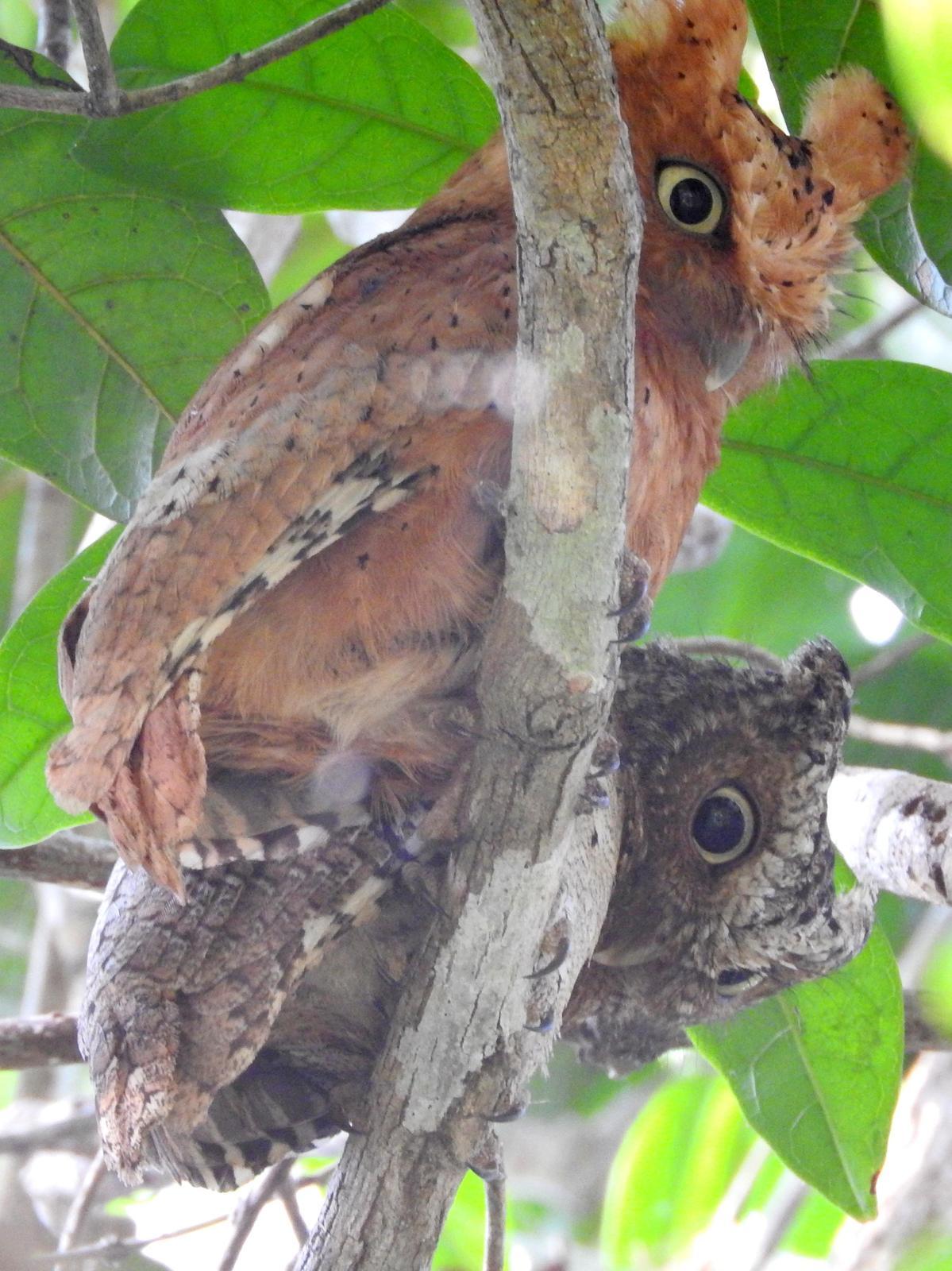 Sokoke Scops-Owl Photo by Todd A. Watkins