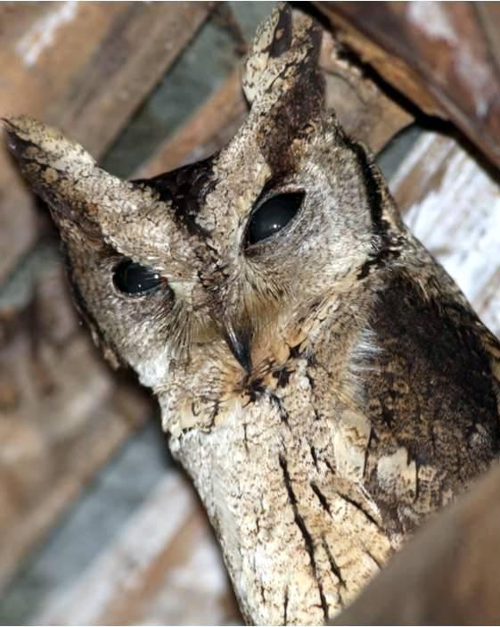 Indian Scops-Owl Photo by Frank Gilliland