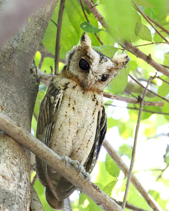 Collared Scops-Owl Photo by Rapeepong