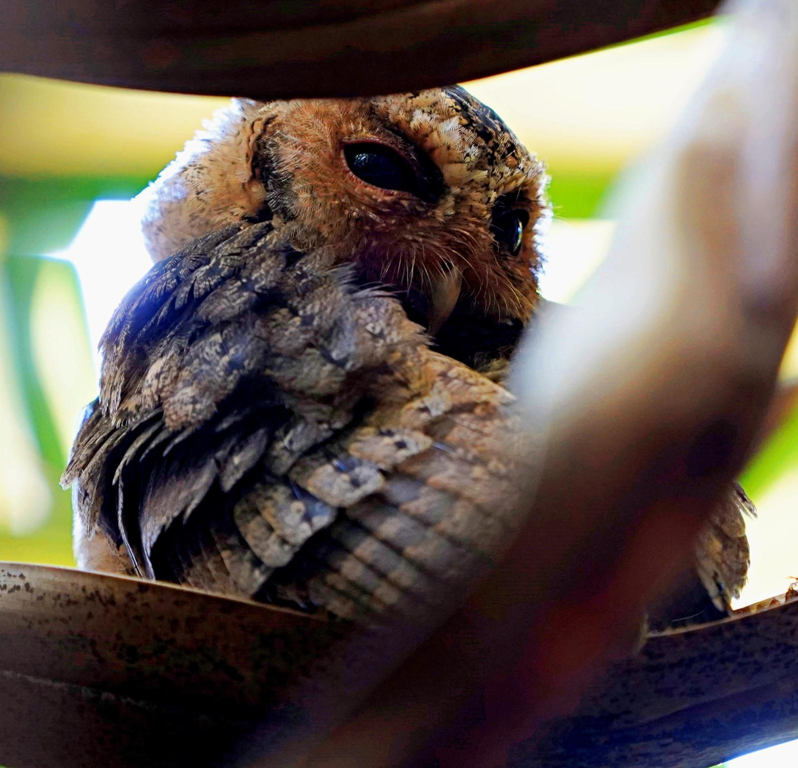 Sunda Scops-Owl Photo by Steven Cheong