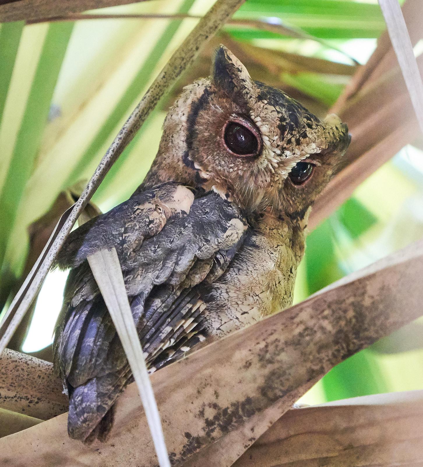 Sunda Scops-Owl Photo by Steven Cheong