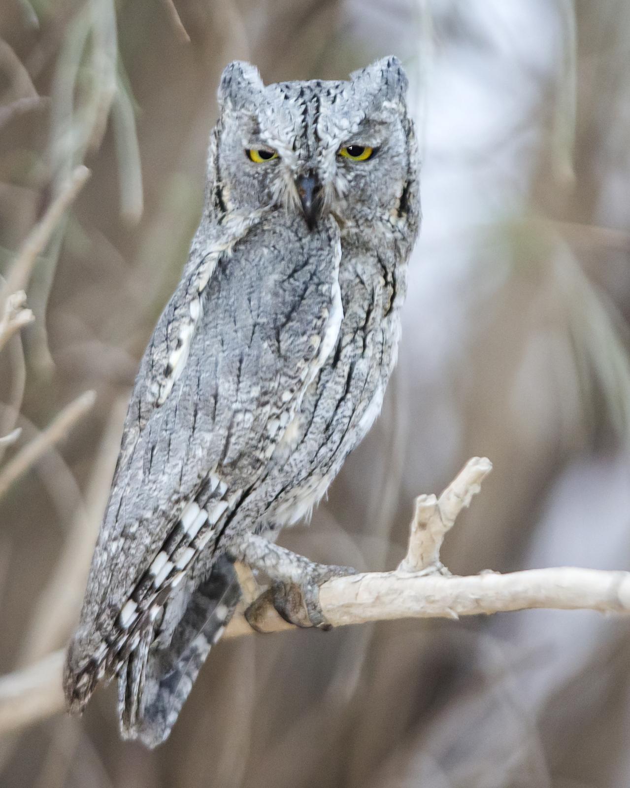 Pallid Scops-Owl Photo by Humoud Alshayji