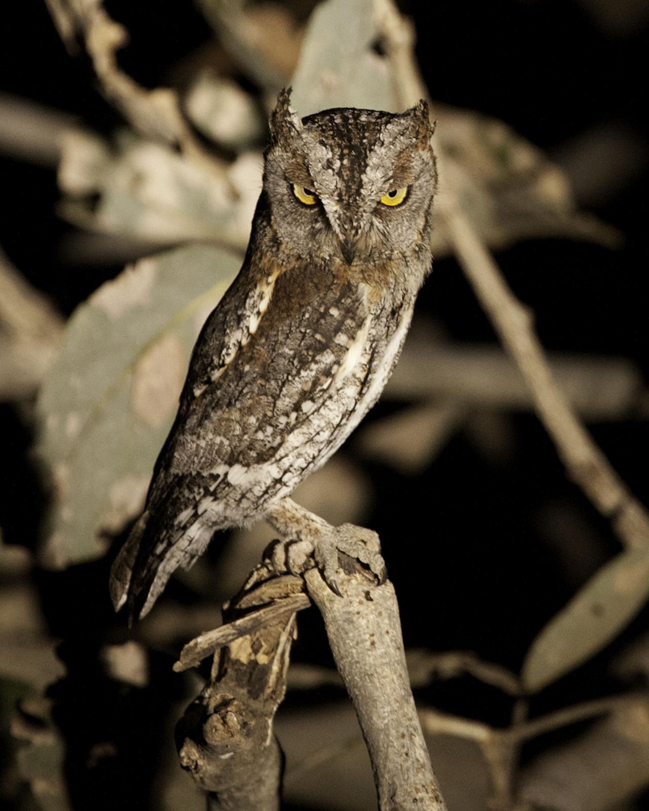 African Scops-Owl Photo by Mary Ann Melton
