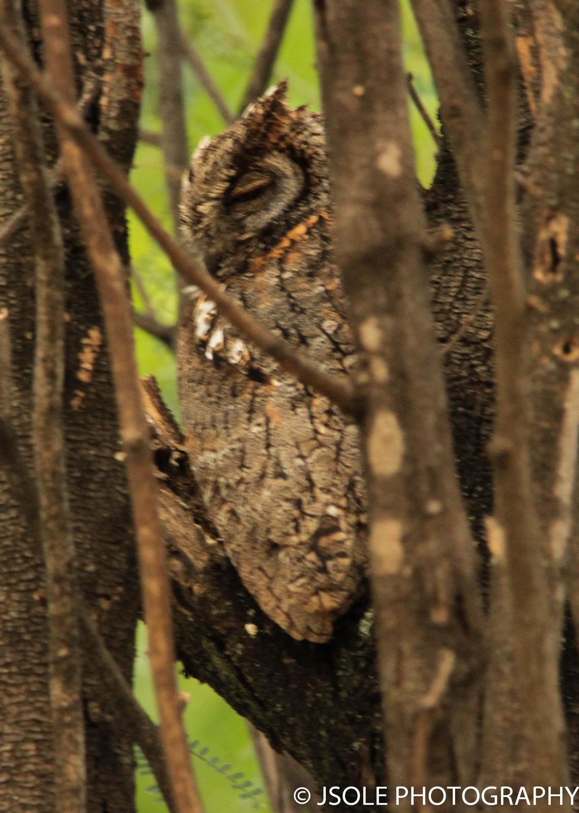 African Scops-Owl Photo by Jeffery Sole