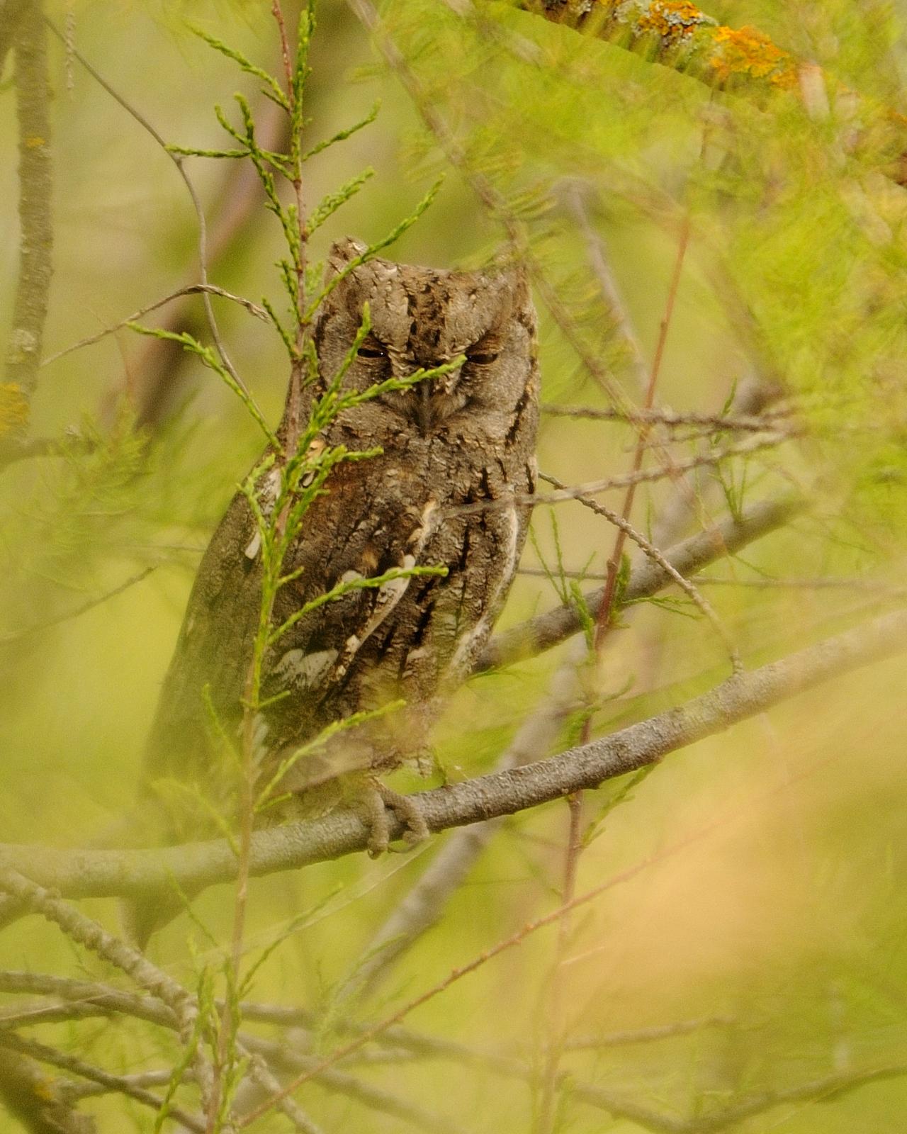 Eurasian Scops-Owl Photo by Andres Rios