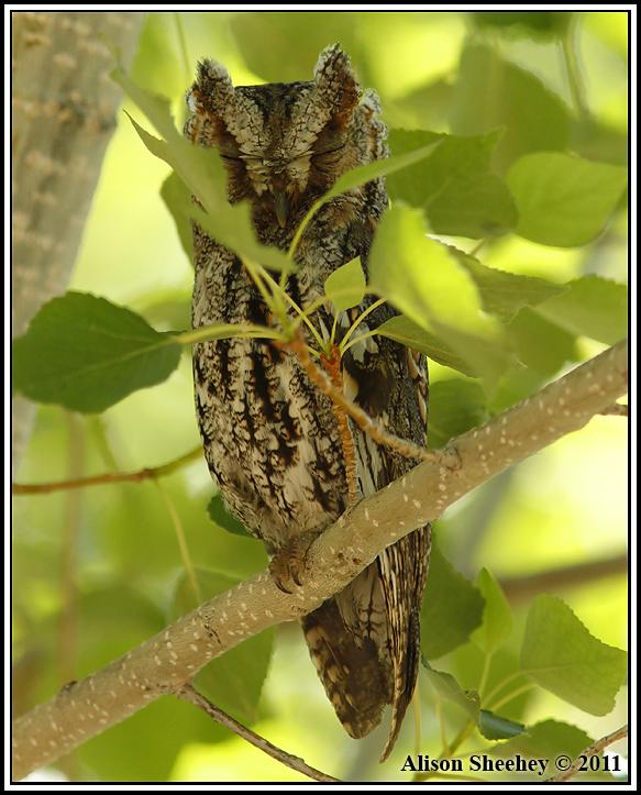 Flammulated Owl Photo by Alison Sheehey