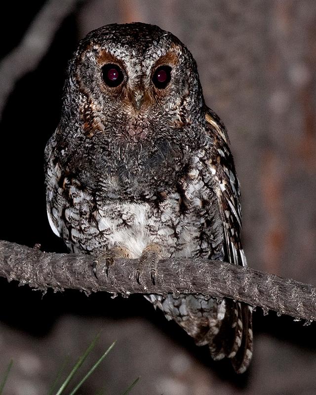 Flammulated Owl Photo by Ryan Shaw