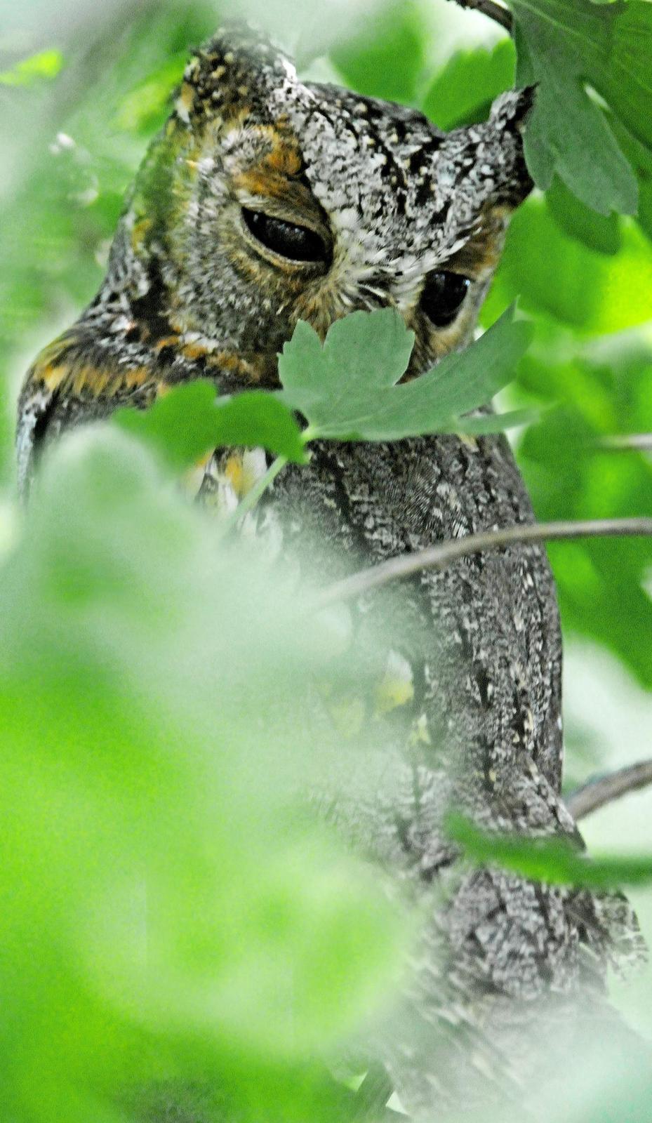 Flammulated Owl Photo by Steven Mlodinow