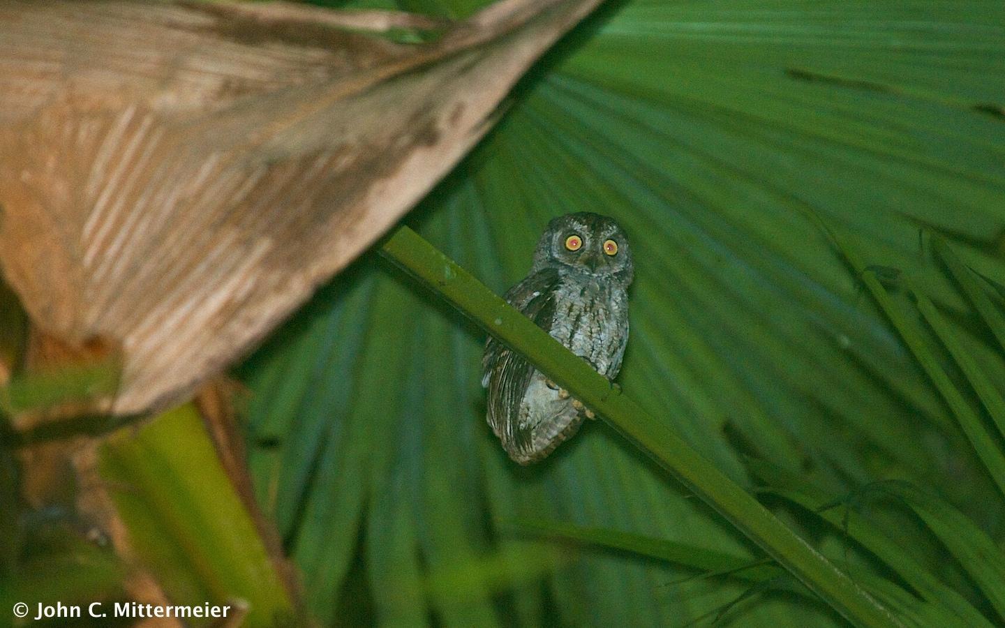 Moluccan Scops-Owl Photo by John Mittermeier