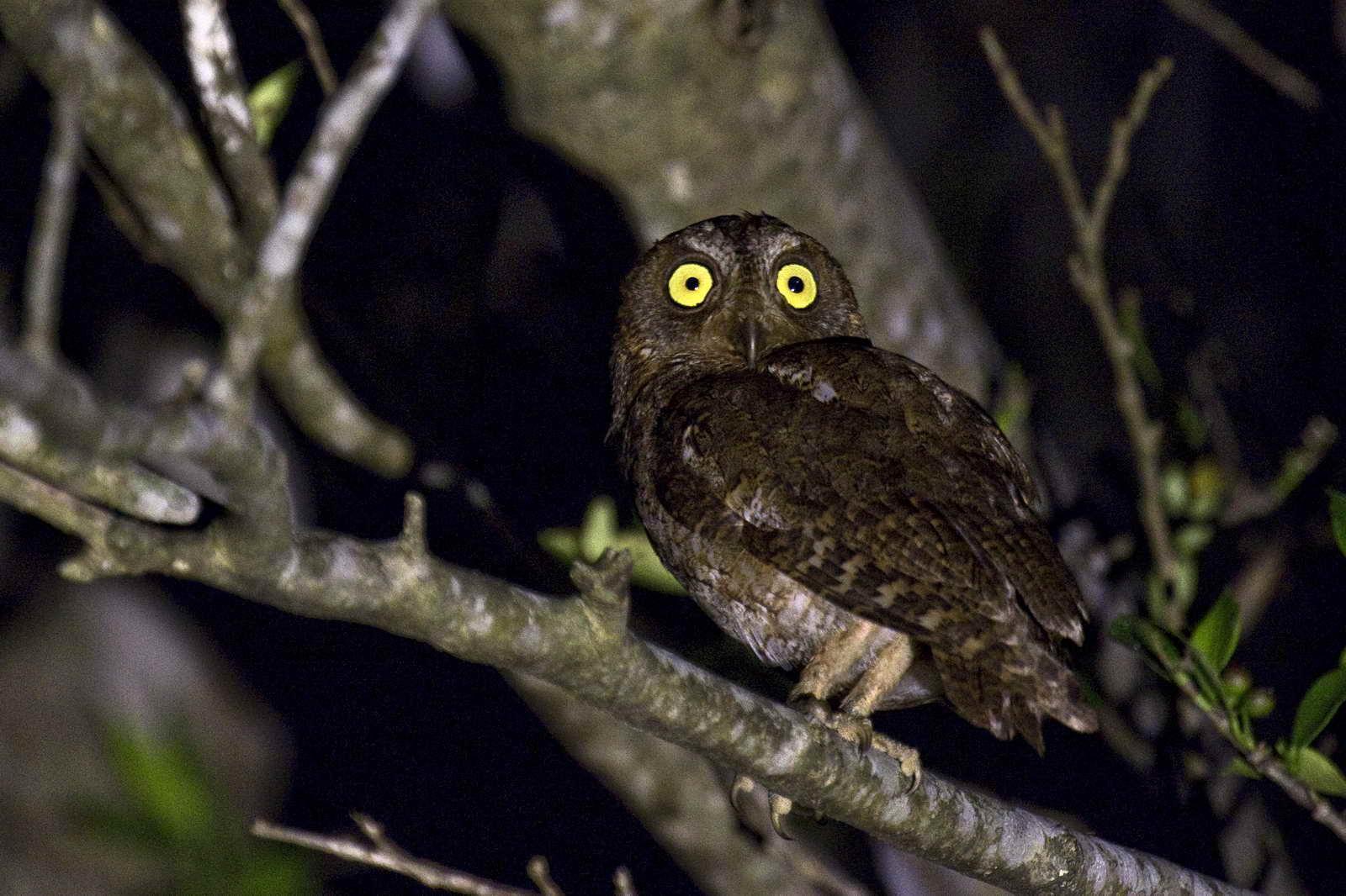 Ryukyu Scops-Owl Photo by Yunlong Tseng