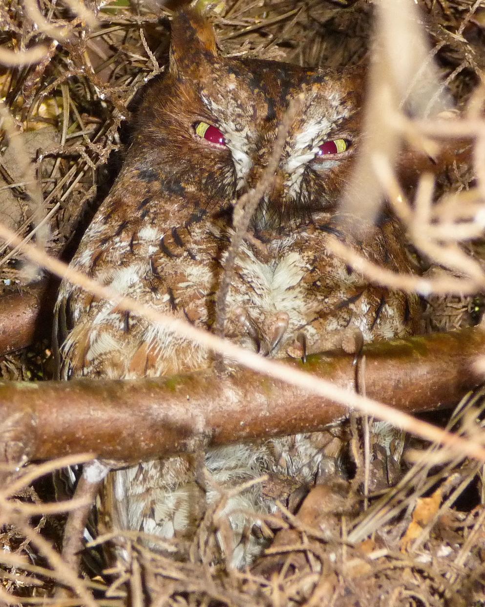 Malagasy Scops-Owl Photo by Sue Wright