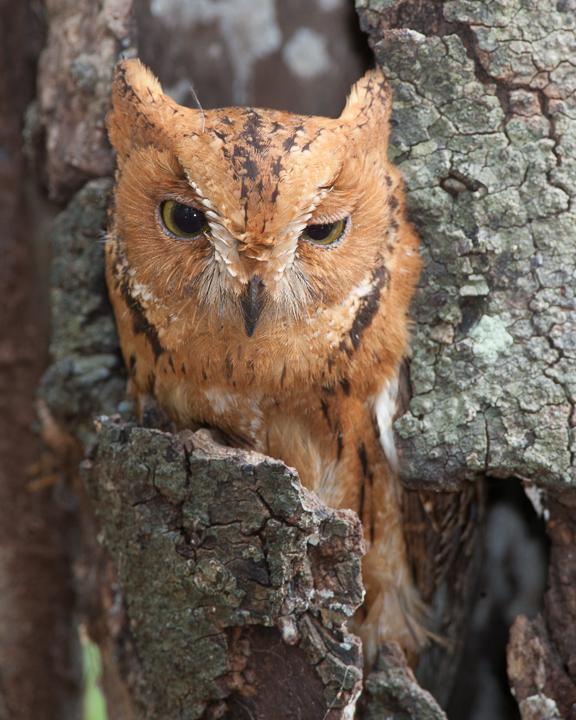 Malagasy Scops-Owl Photo by Robert Lewis