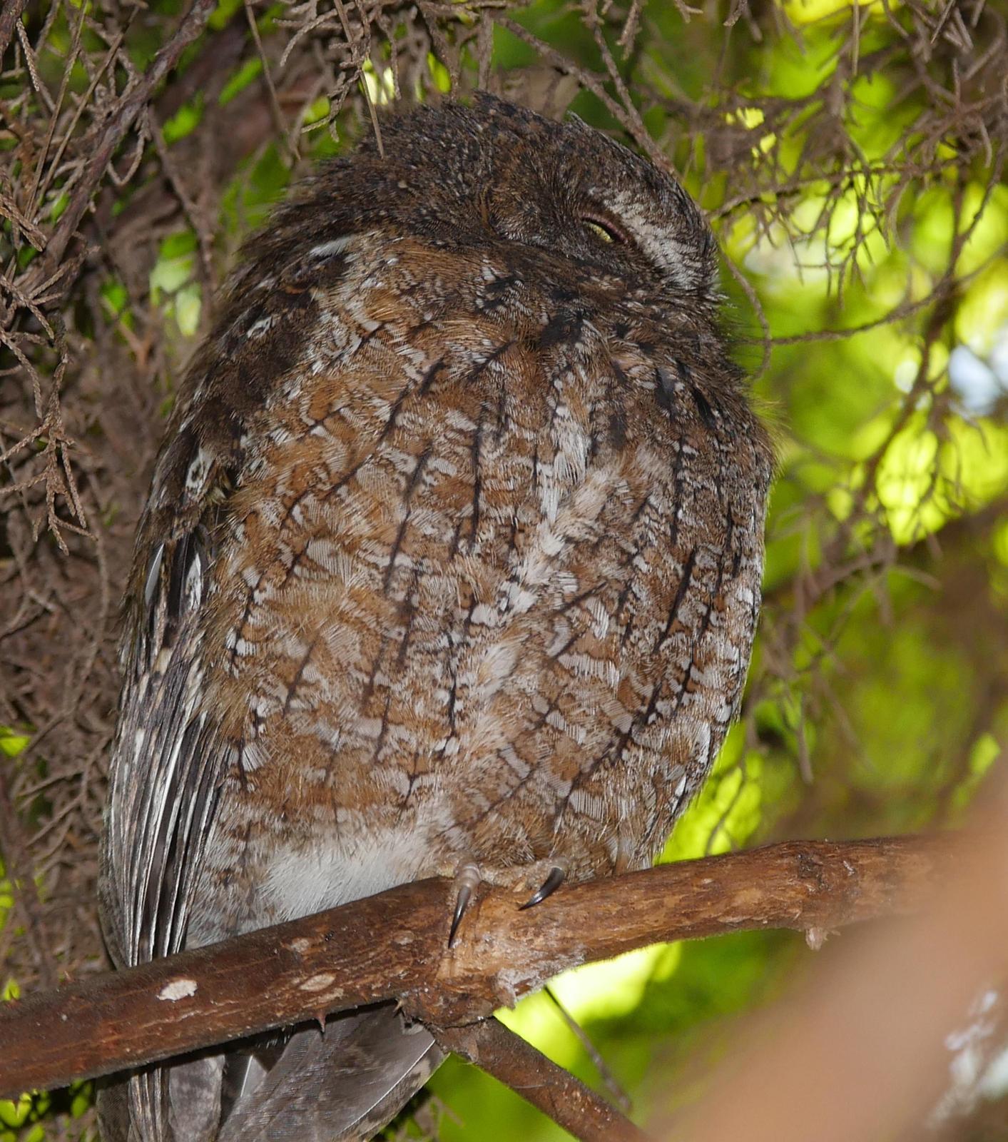 Malagasy Scops-Owl Photo by Peter Lowe