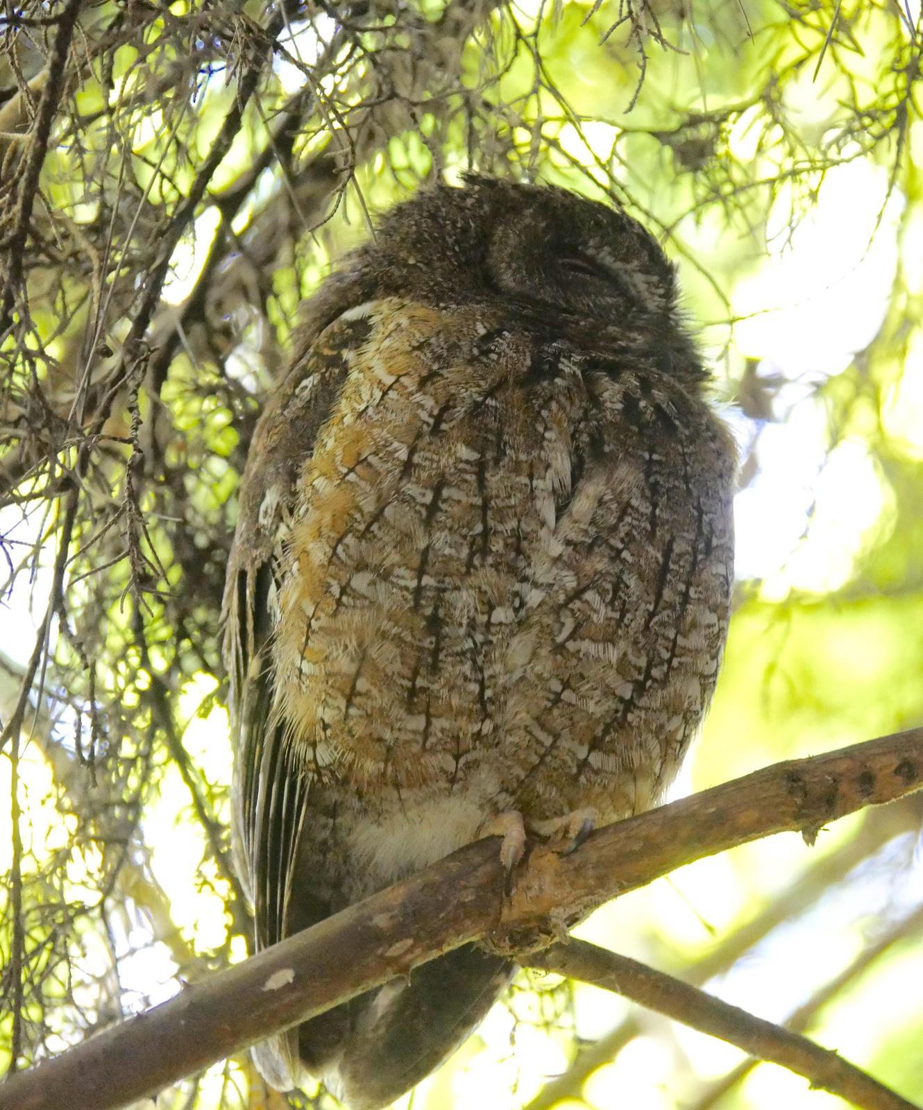 Malagasy Scops-Owl Photo by Peter Lowe