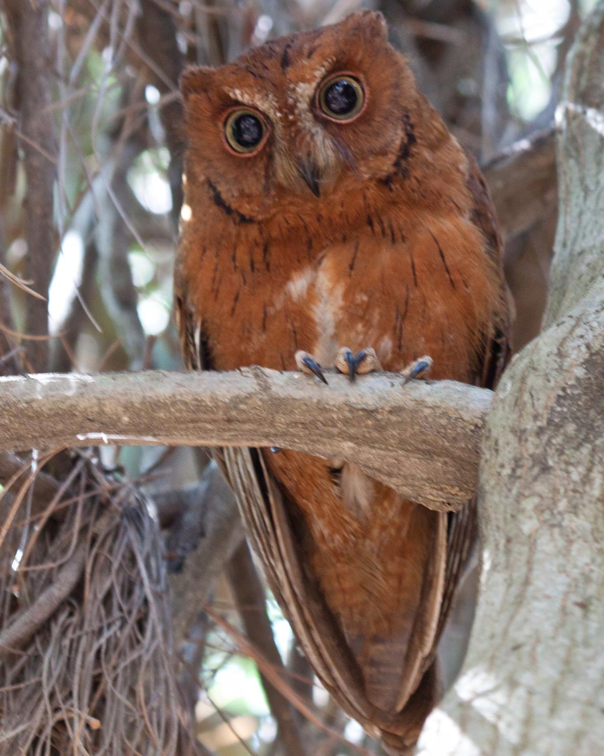 Torotoroka Scops-Owl Photo by Sue Wright
