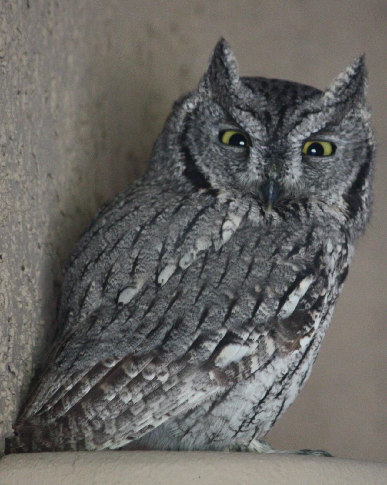 Western Screech-Owl Photo by Andrew Core