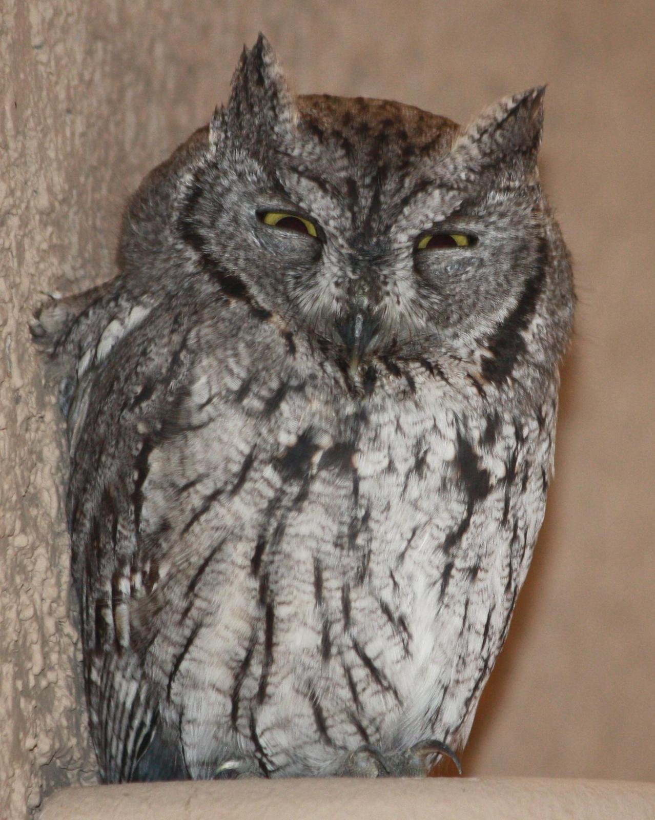 Western Screech-Owl Photo by Andrew Core