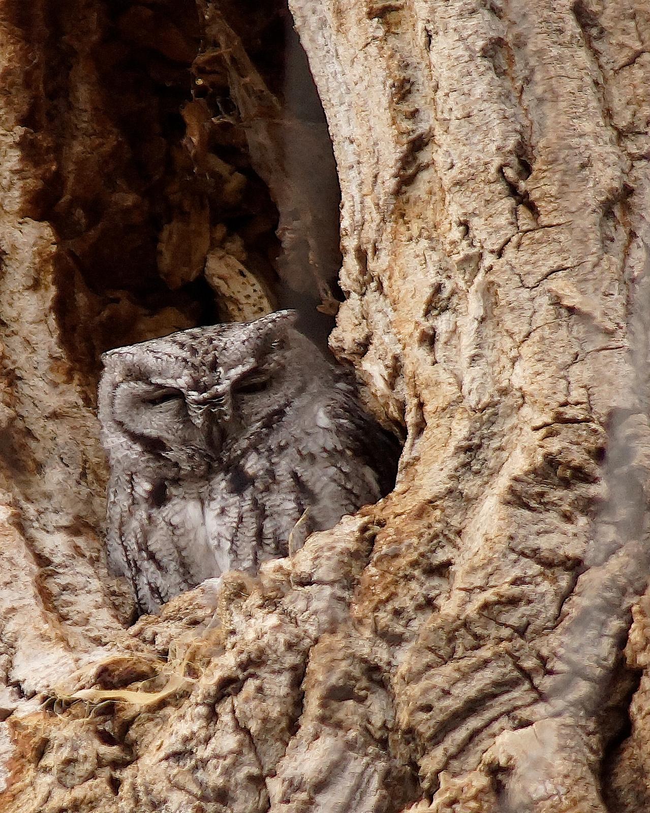 Western Screech-Owl Photo by Gerald Hoekstra