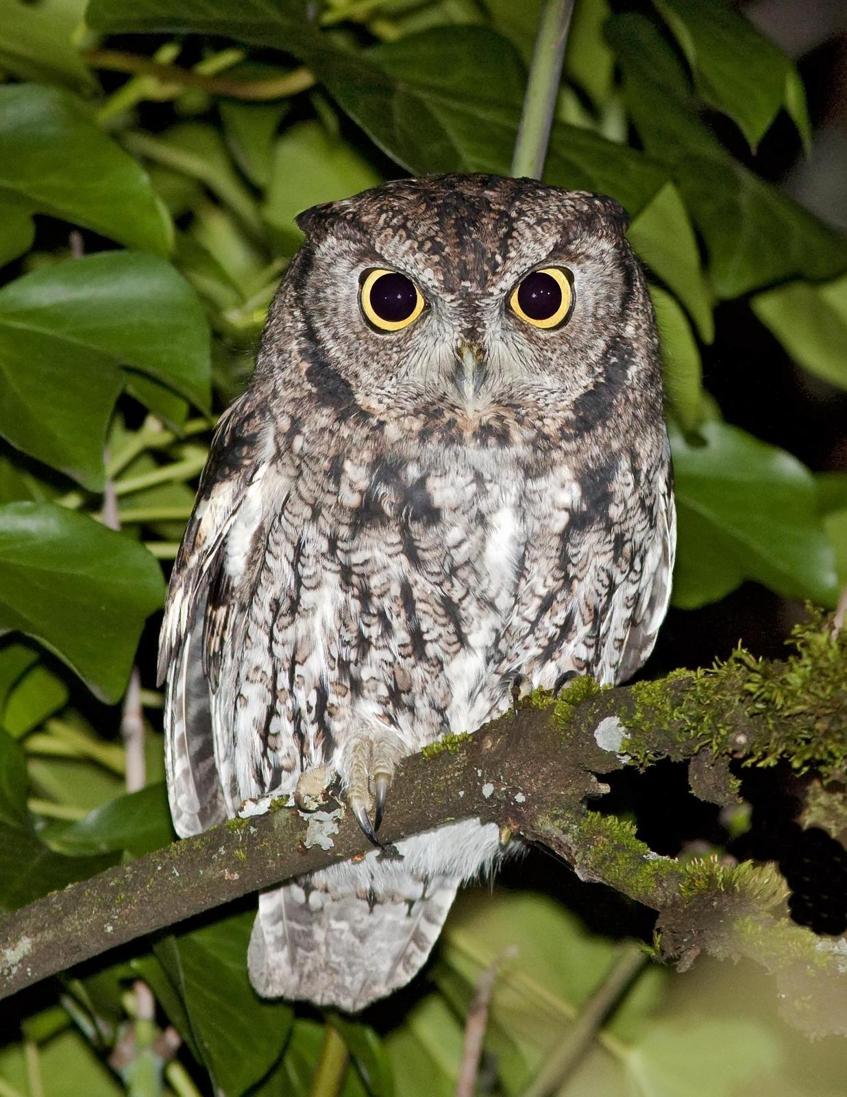 Western Screech-Owl Photo by Eric Liskay