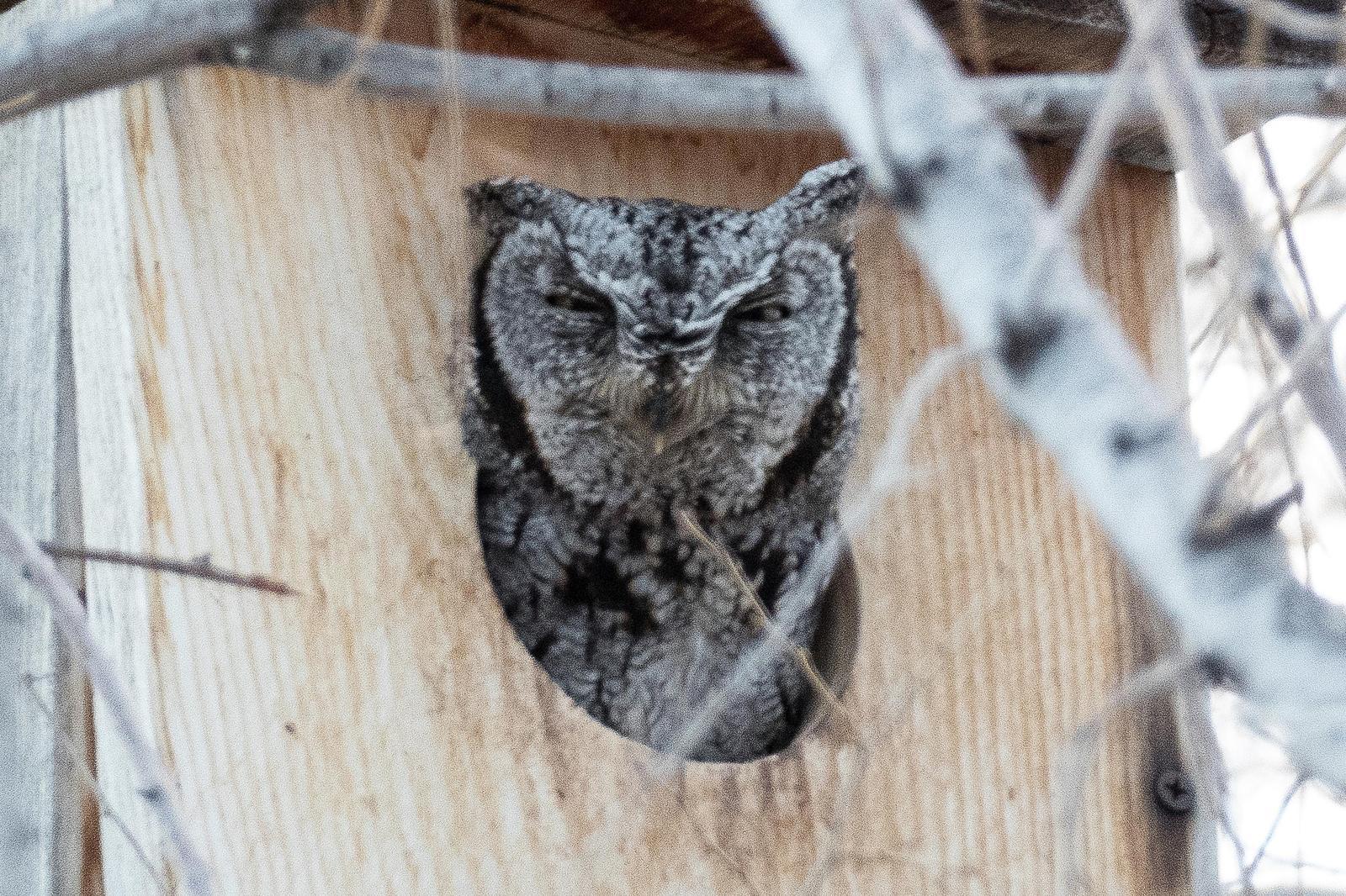 Western Screech-Owl Photo by Bates Estabrooks