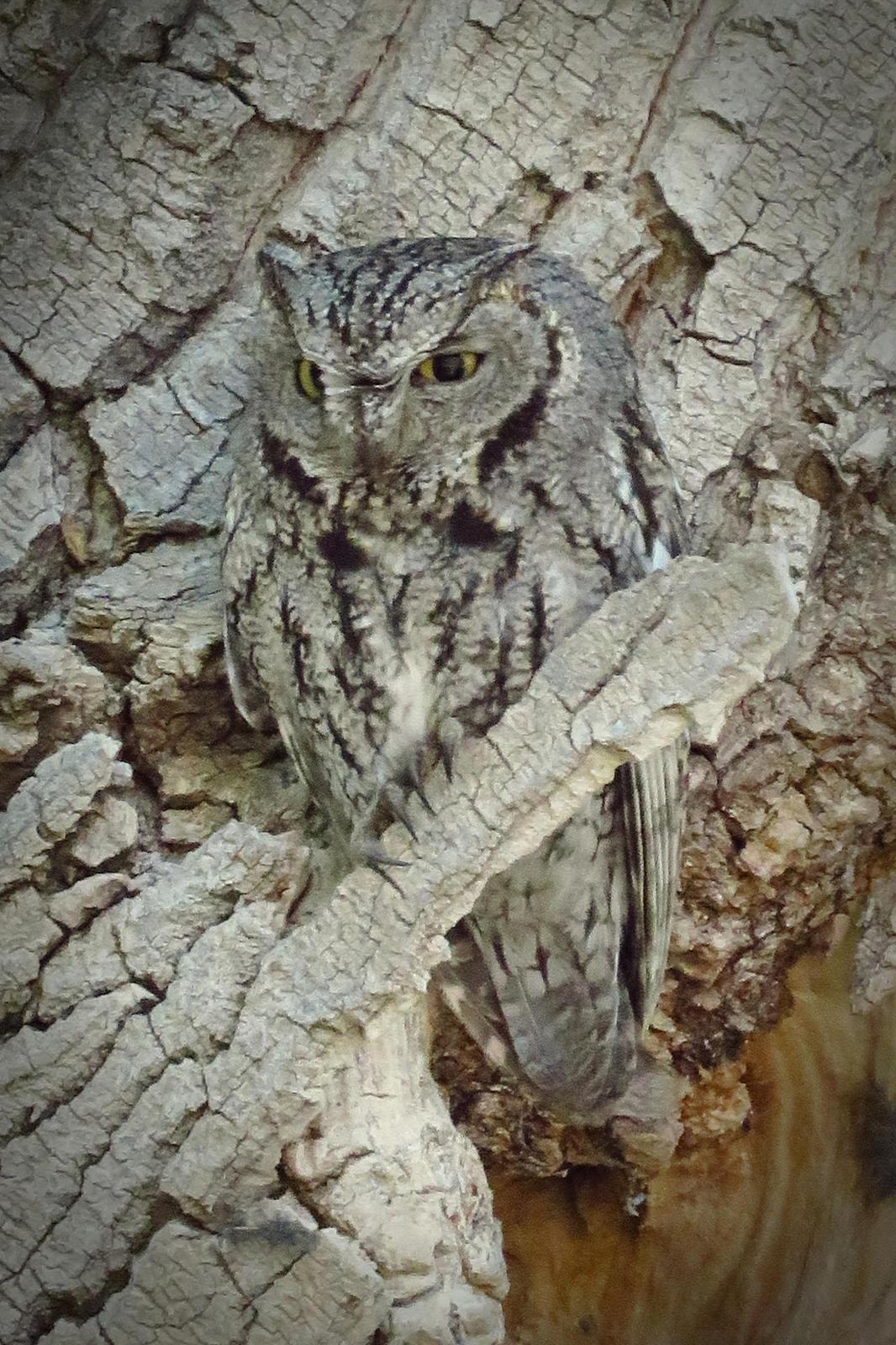 Western Screech-Owl Photo by Bob Neugebauer