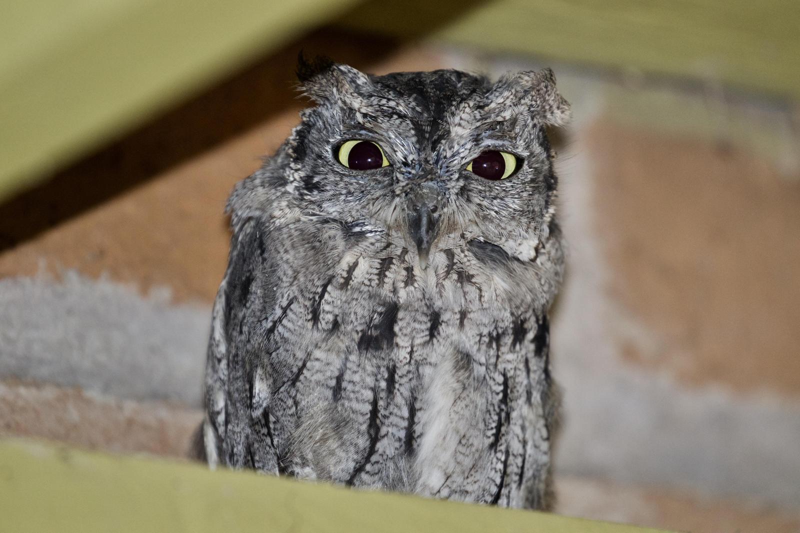 Western Screech-Owl Photo by  