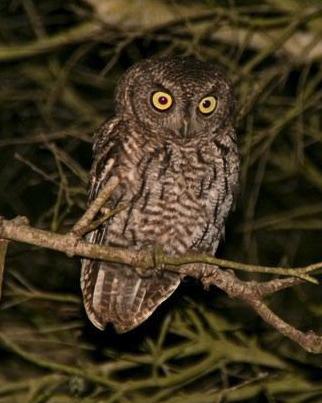 Western Screech-Owl Photo by Oscar Johnson