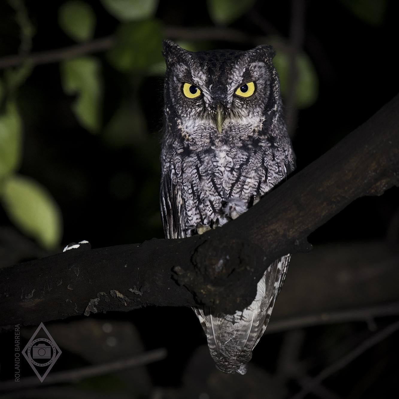 Eastern Screech-Owl Photo by Rolando Barrera