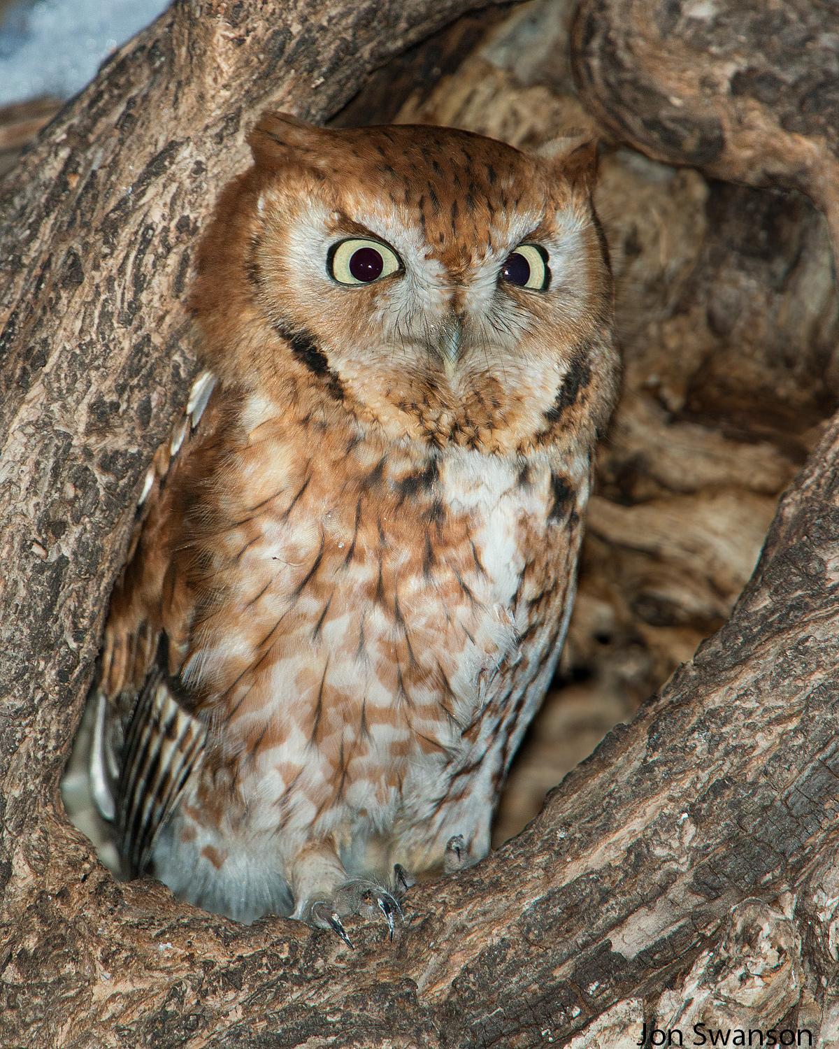 Eastern Screech-Owl Photo by Jon Swanson