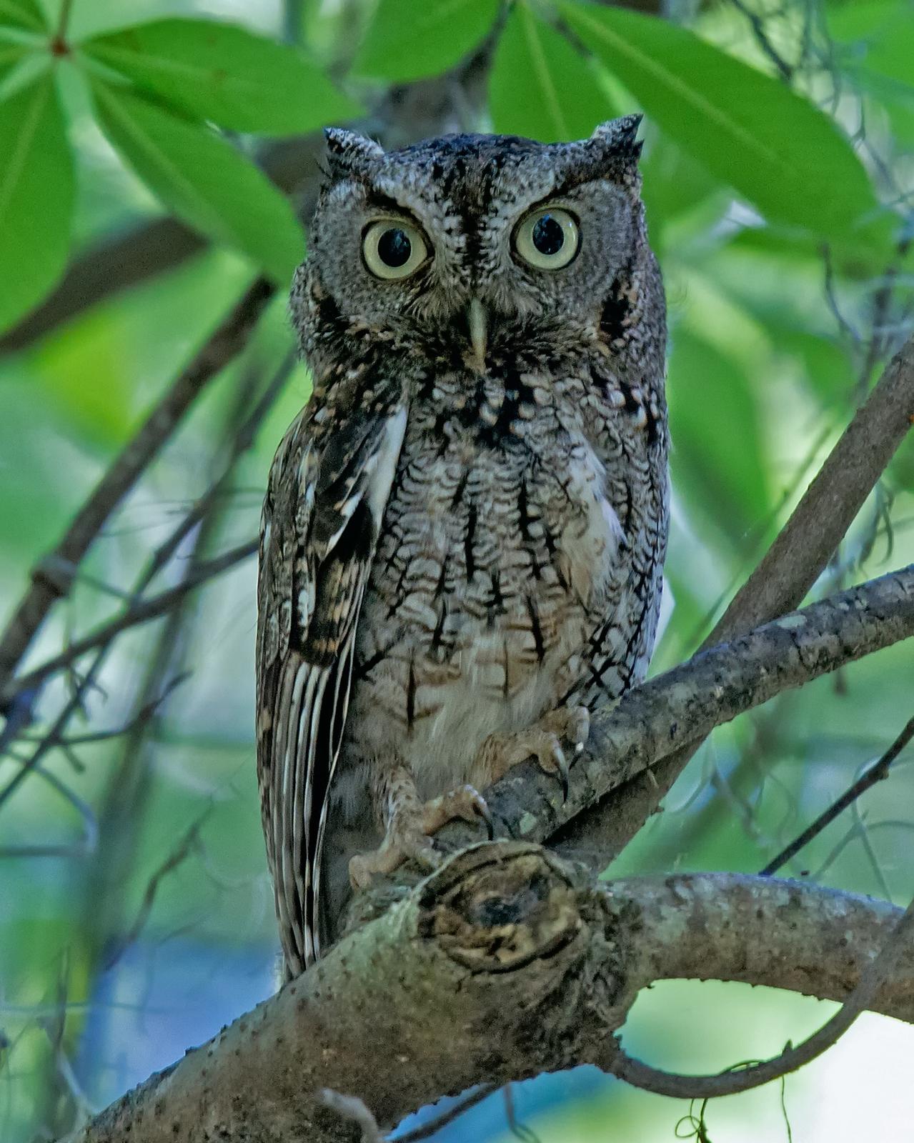 Eastern Screech-Owl Photo by JC Knoll