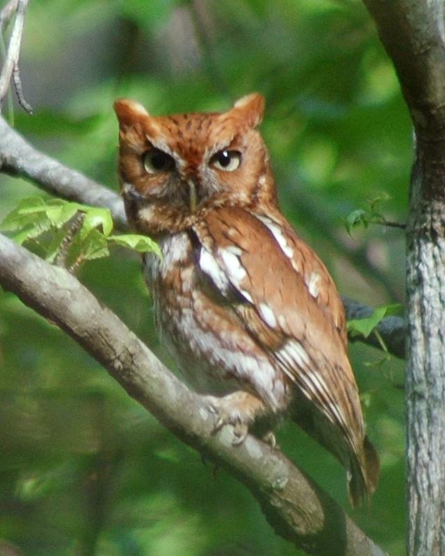 Eastern Screech-Owl Photo by David Hollie