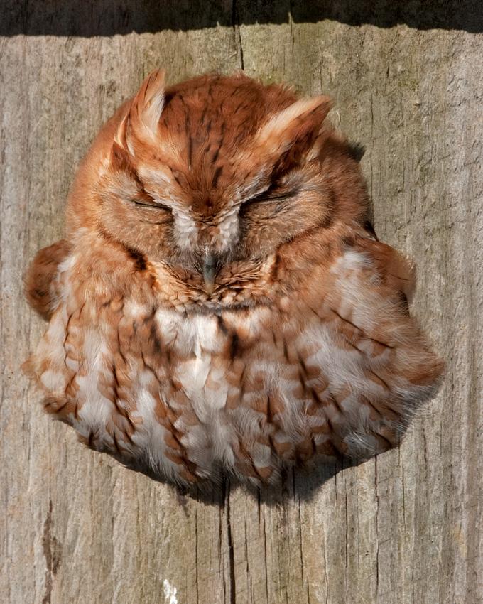 Eastern Screech-Owl Photo by Arlene Ripley