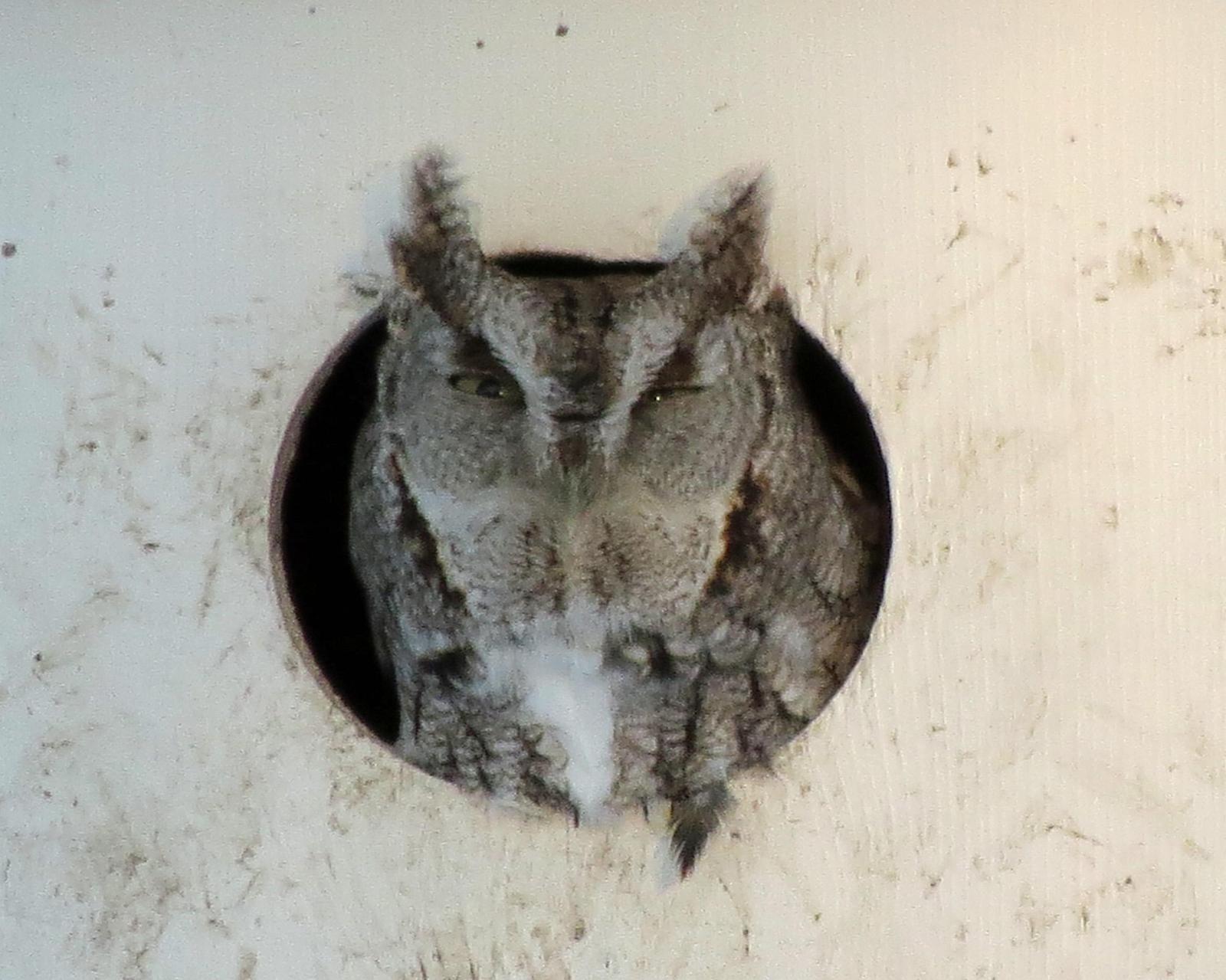 Eastern Screech-Owl Photo by Kelly Preheim