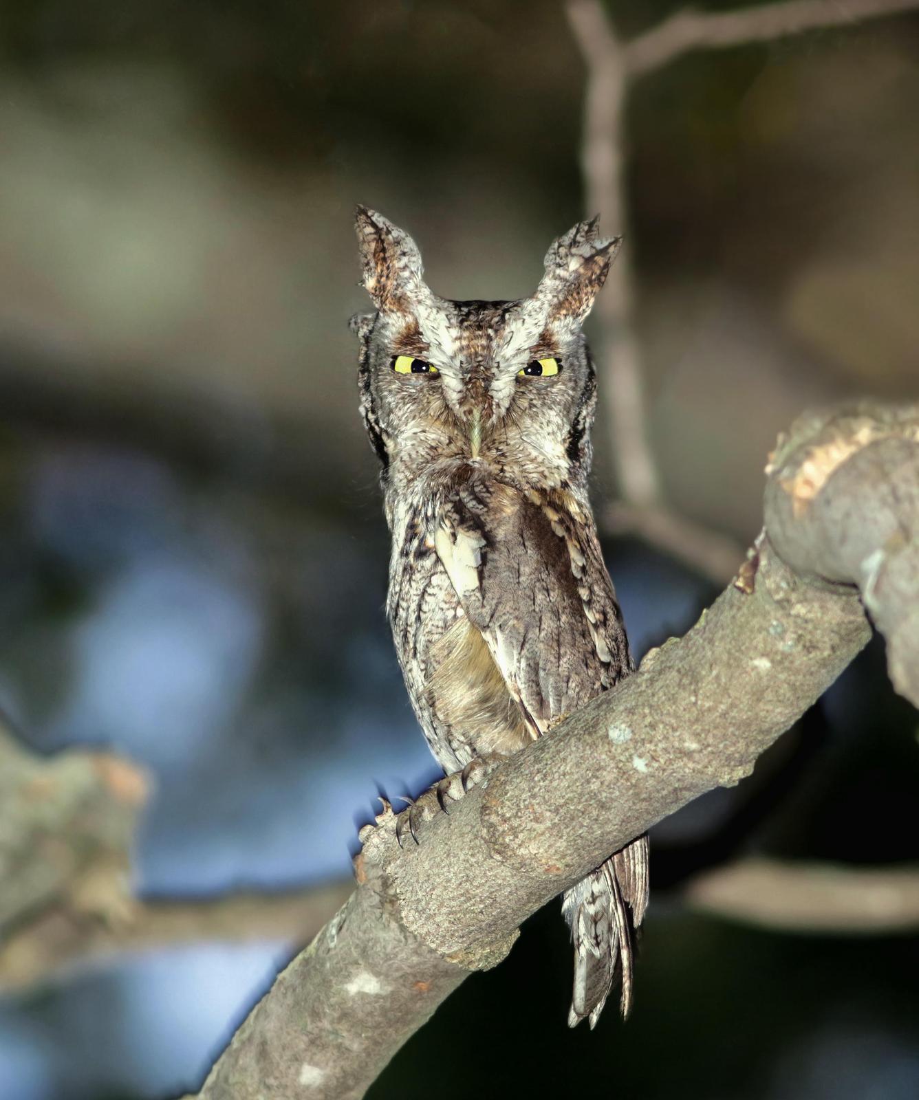 Eastern Screech-Owl Photo by Joseph Pescatore