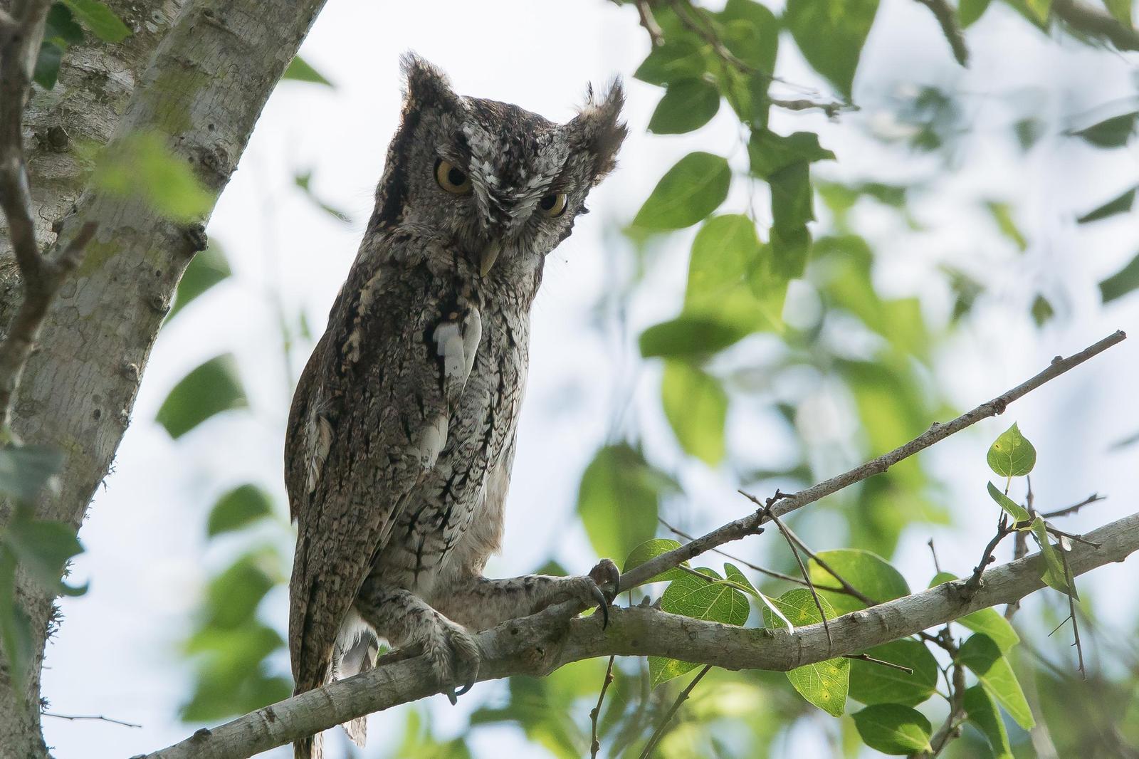 Eastern Screech-Owl Photo by Gerald Hoekstra