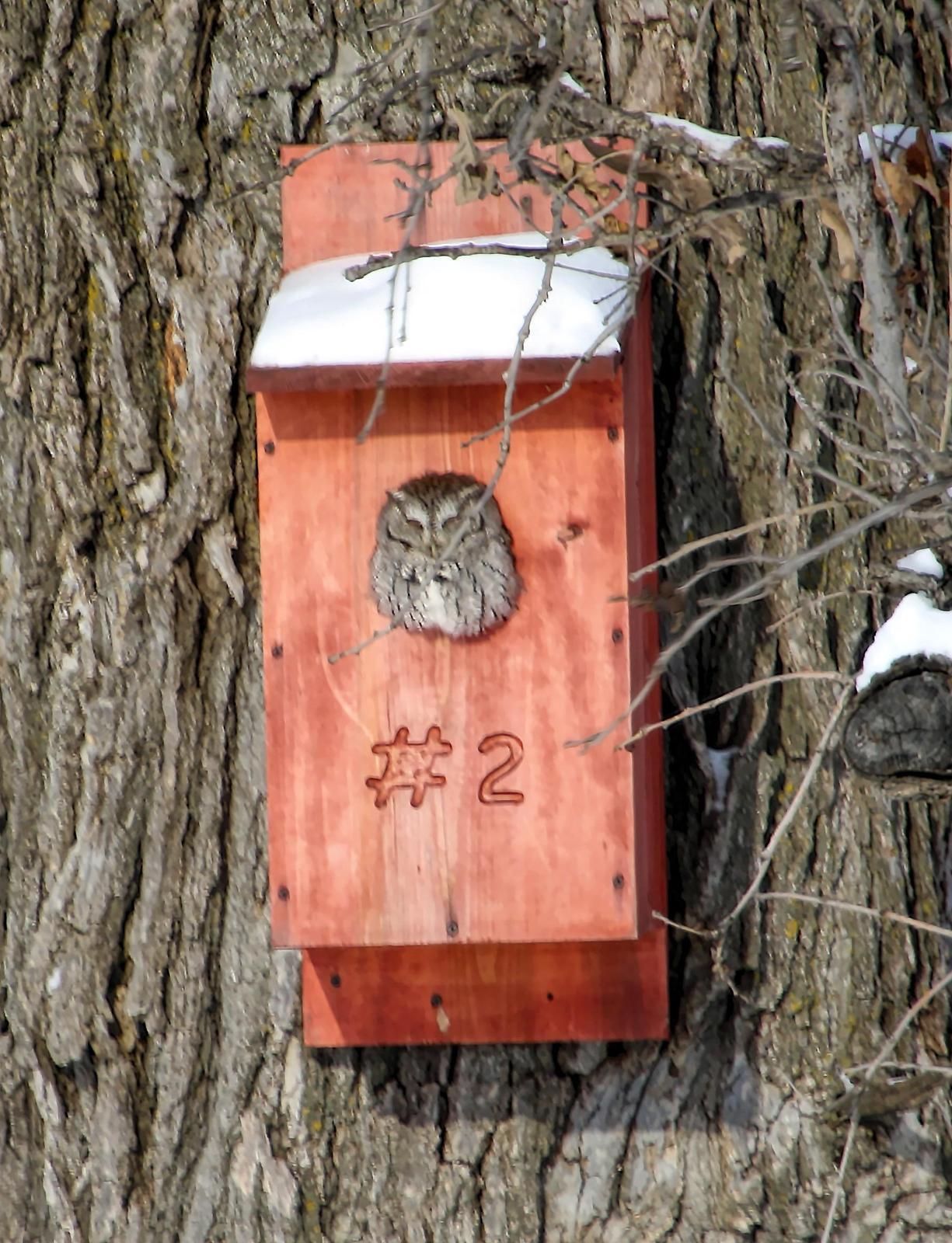 Eastern Screech-Owl Photo by Dan Tallman