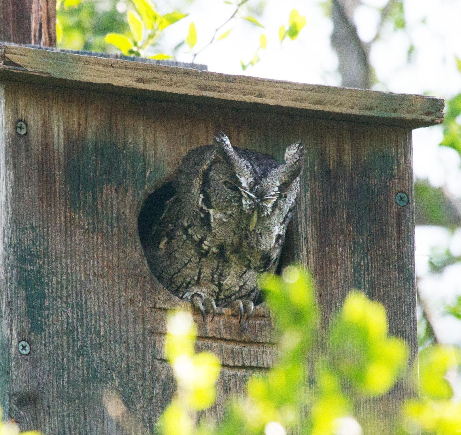 Eastern Screech-Owl Photo by Scott Berglund