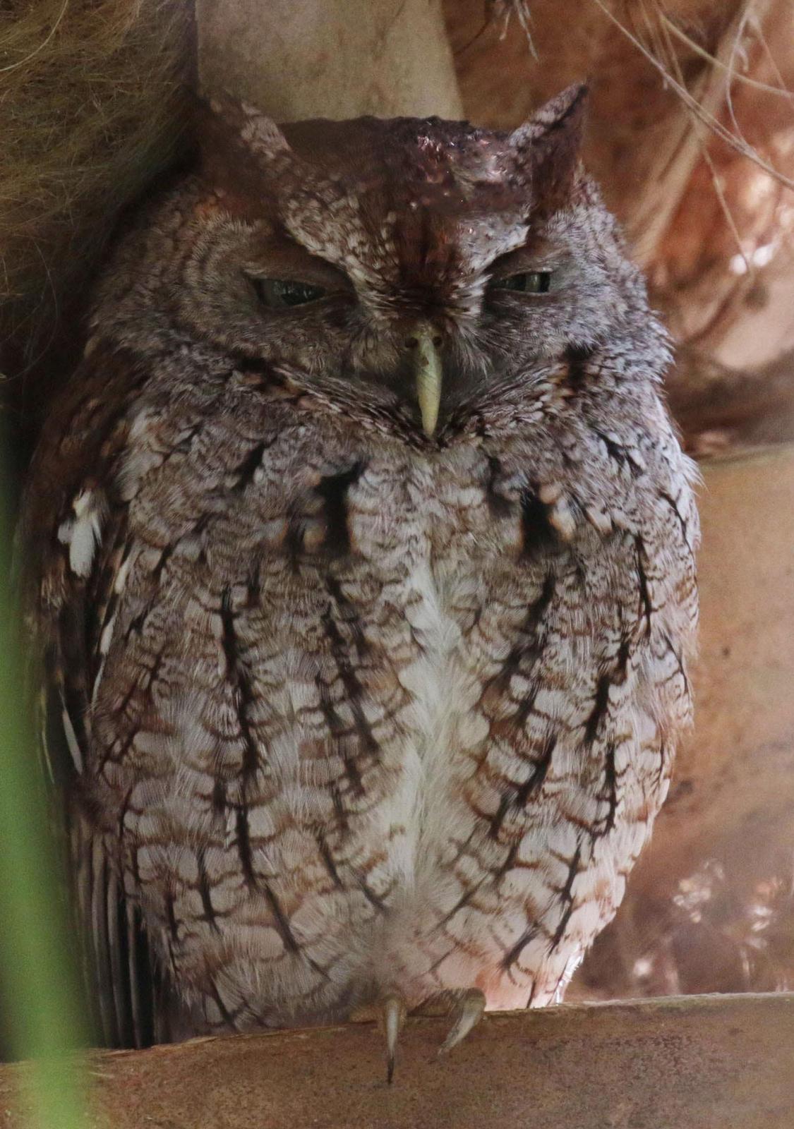 Eastern Screech-Owl Photo by Karin Kirchhoff