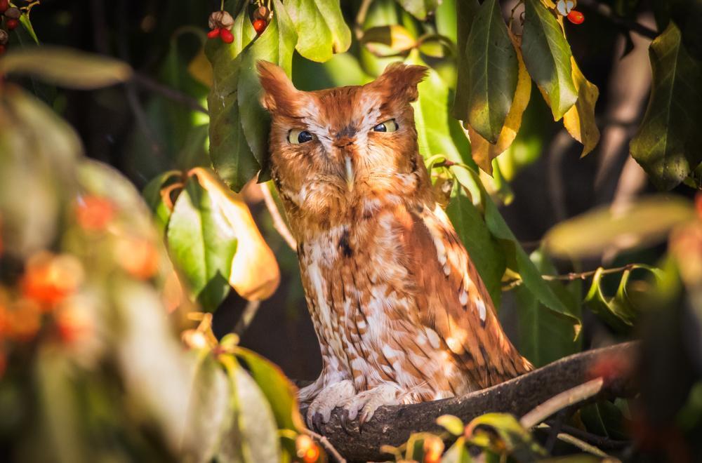 Eastern Screech-Owl Photo by Amanda Fulda