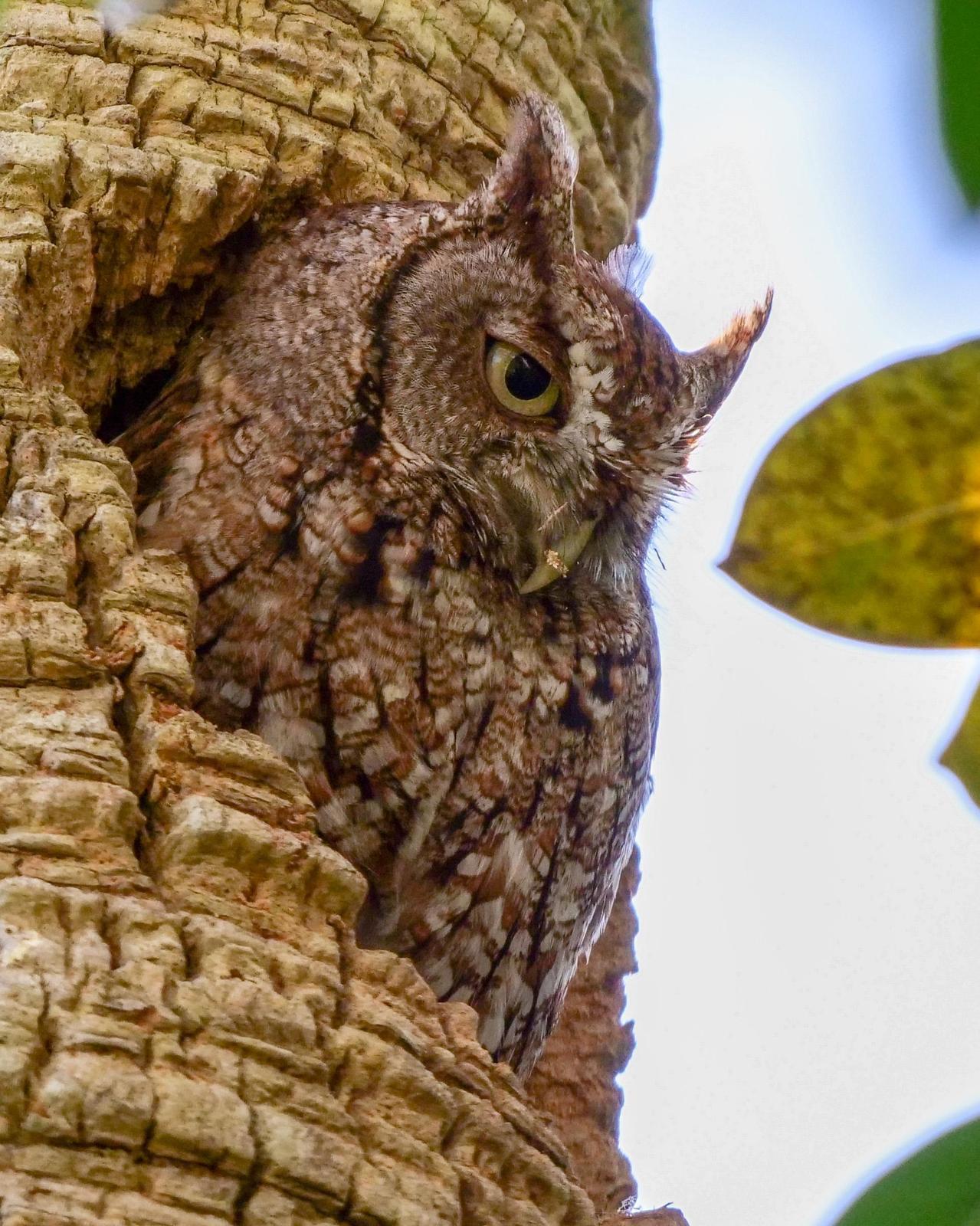 Eastern Screech-Owl Photo by Steve Percival
